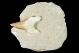 Otodus Shark Tooth Fossil in Rock - Eocene #139884-1